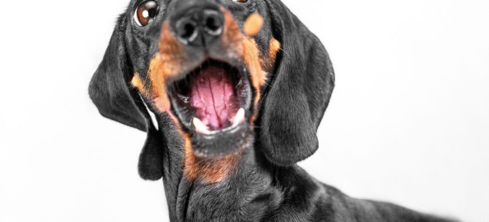 Do Dachshunds Bark A Lot?