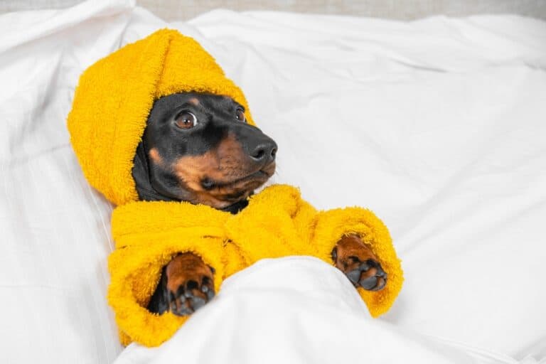 Do Dachshunds Have Health Problems?