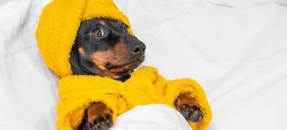 Do Dachshunds Have Health Problems?