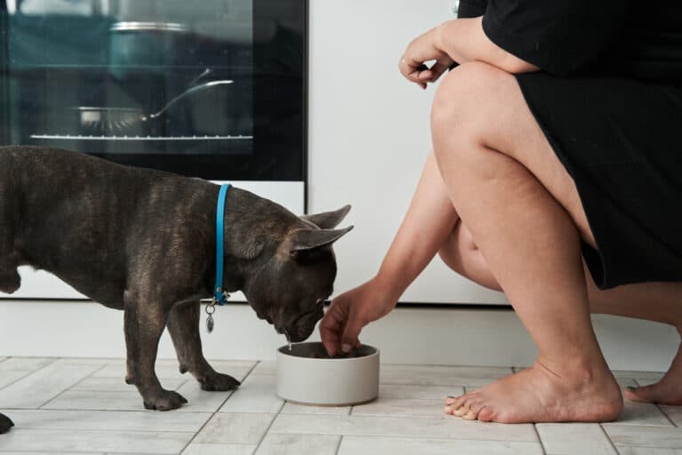 Do French Bulldogs Eat Eggs?