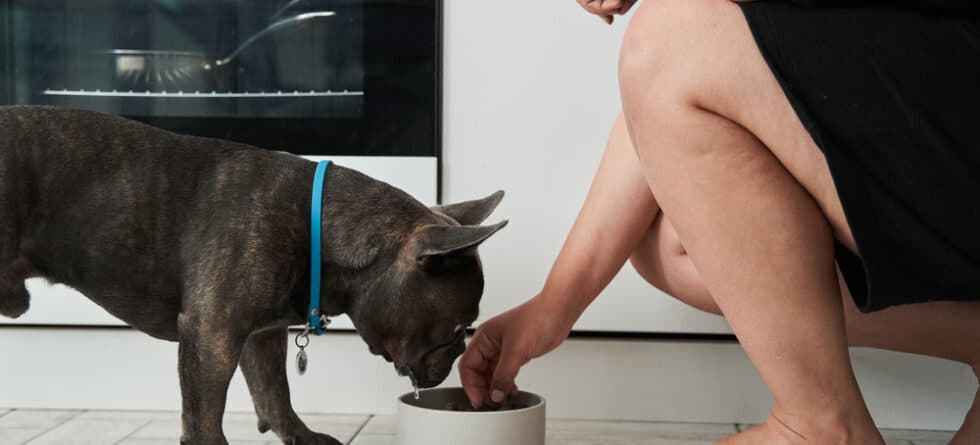 Do French Bulldogs Eat Eggs?