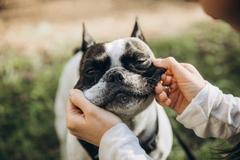 Do French Bulldogs Get Aggressive?