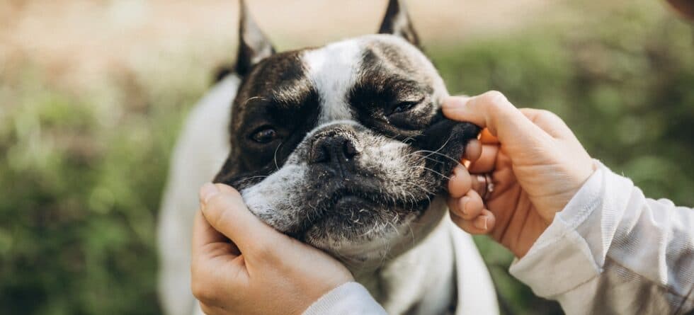 Do French Bulldogs Get Aggressive?