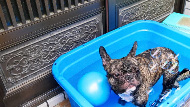Do French Bulldogs Smell?