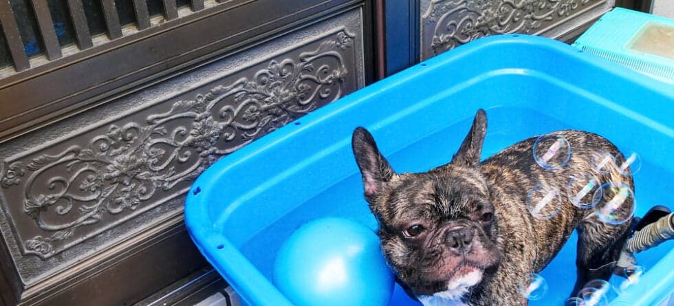 Do French Bulldogs Smell?