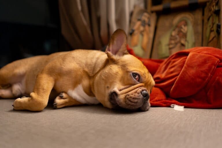 Do Frenchies Sleep At Night?