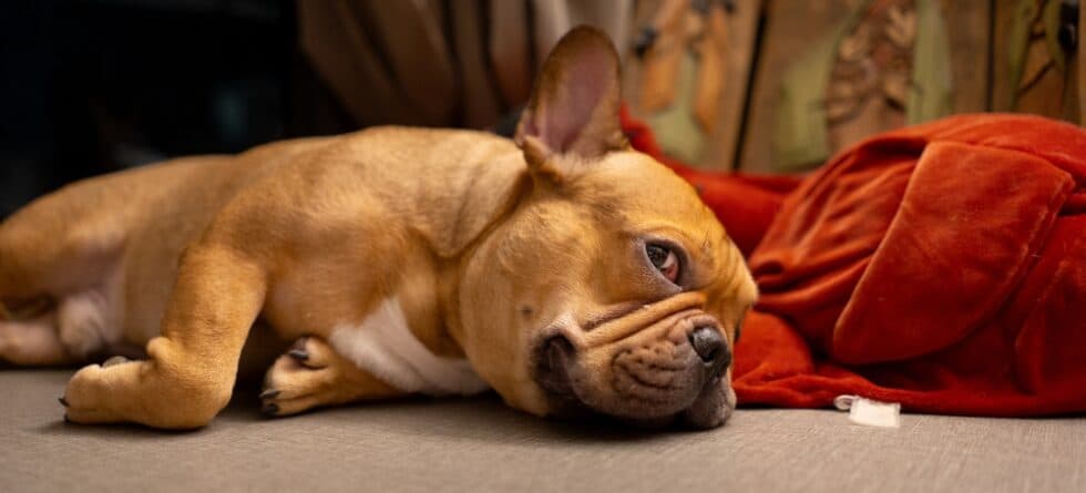 Do Frenchies Sleep At Night?