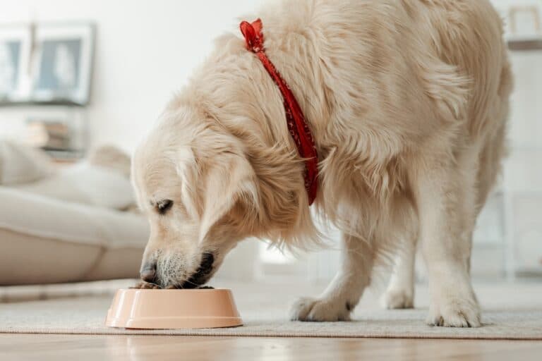 Do Golden Retrievers Drink Milk?