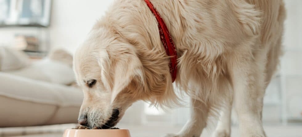 Do Golden Retrievers Drink Milk?