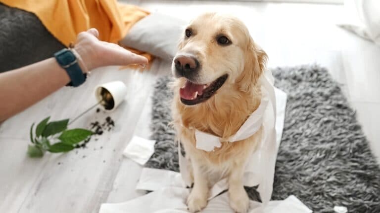 Do Golden Retrievers Have Anger Issues?