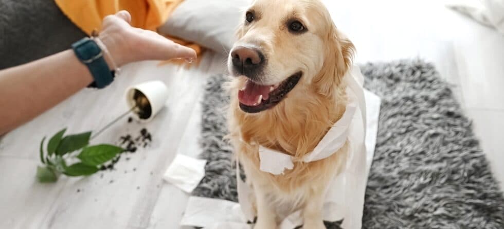 Do Golden Retrievers Have Anger Issues?