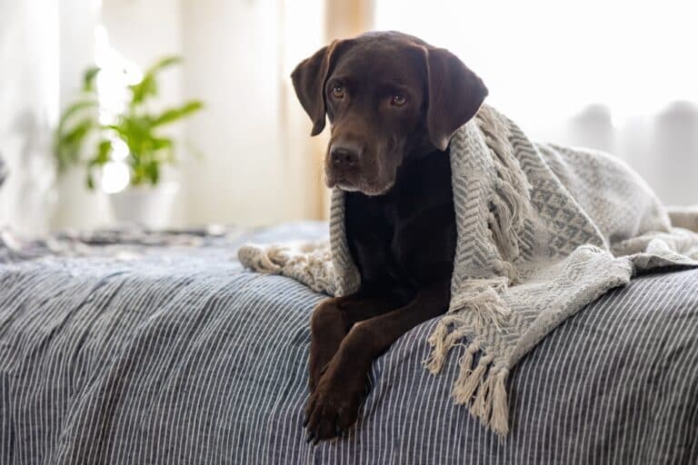 Do Labradors Like To Be Kissed?