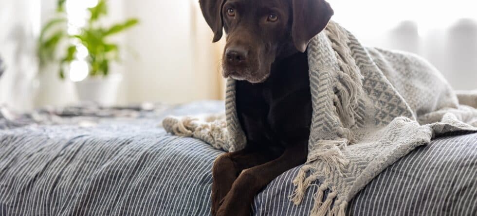 Do Labradors Like To Be Kissed?