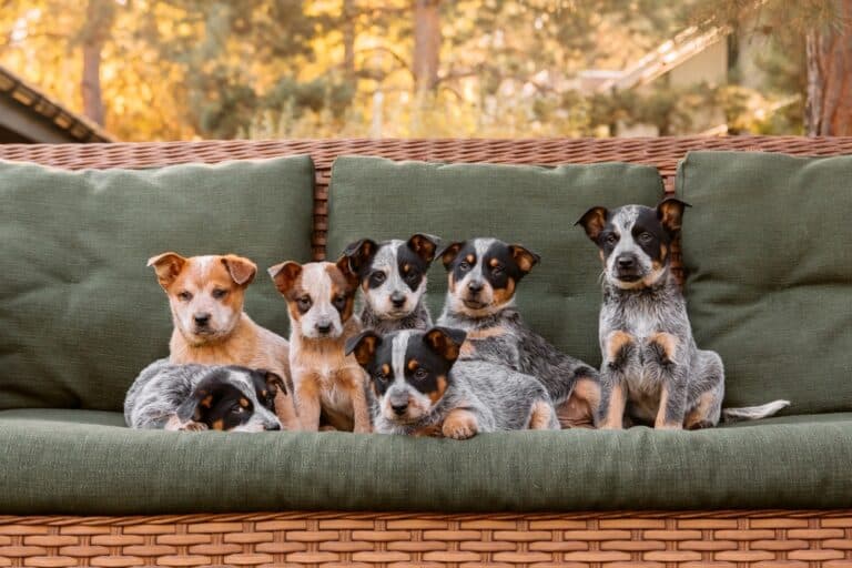 Do Male Dogs Prefer Female Owners?
