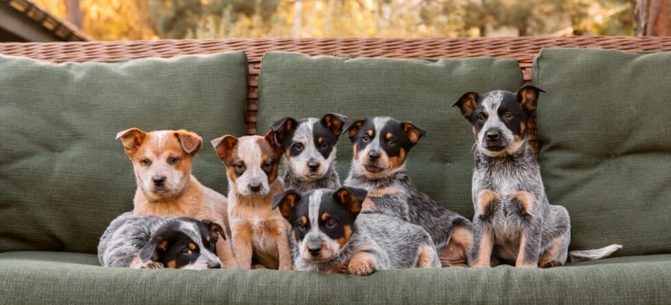 Do Male Dogs Prefer Female Owners?