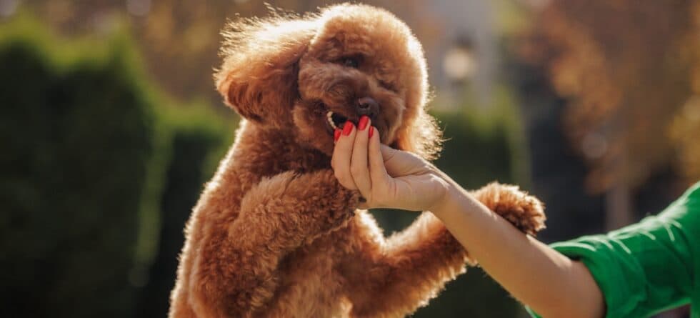 Do Poodles Get Jealous Easily?