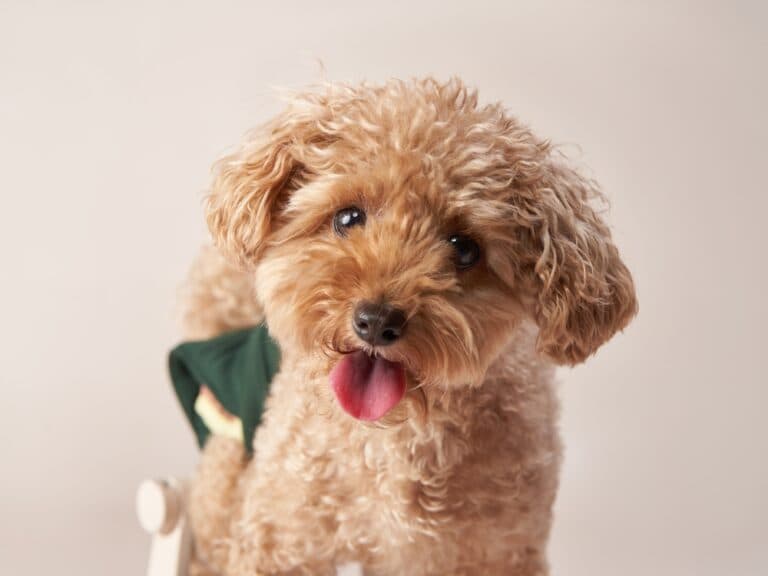 Do Poodles Have Bad Anxiety?