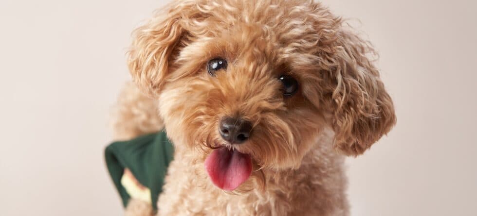 Do Poodles Have Bad Anxiety?