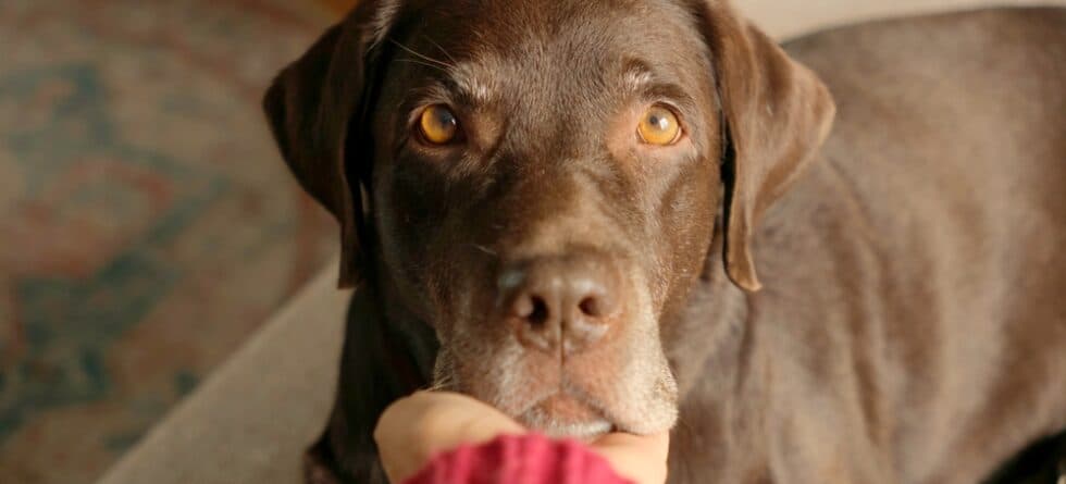 Does My Lab Know I Love Him?