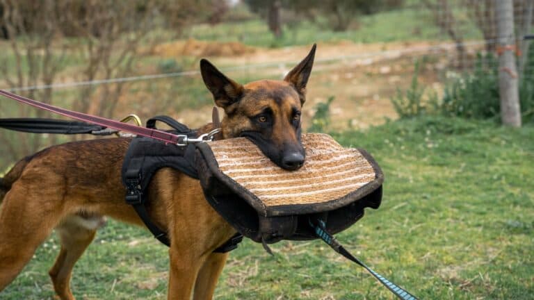 How Bad Can A German Shepherd Bite?