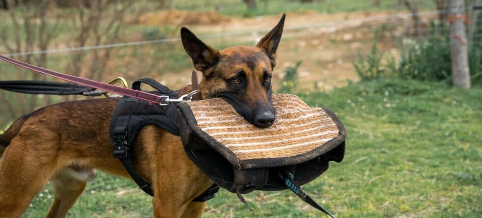 How Bad Can A German Shepherd Bite?
