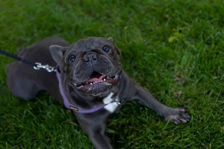 How Can You Tell If A French Bulldog Is Happy?