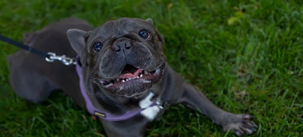 How Can You Tell If A French Bulldog Is Happy?