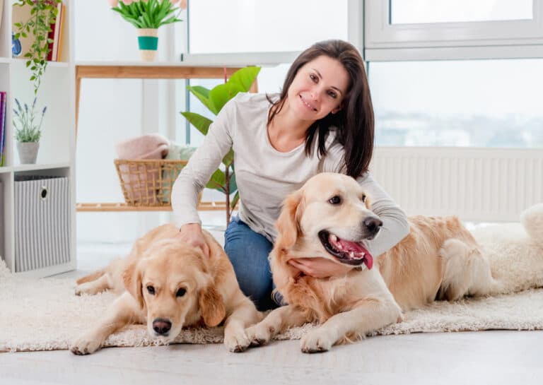 How Clingy Are Golden Retrievers?