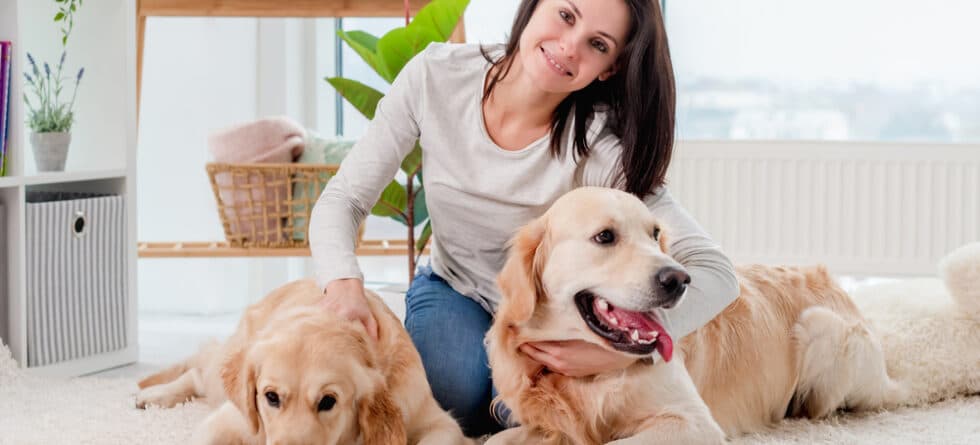How Clingy Are Golden Retrievers?
