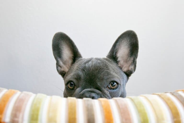 How Do I Discipline My French Bulldog?