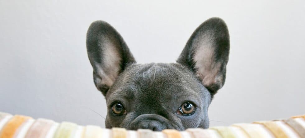 How Do I Discipline My French Bulldog?