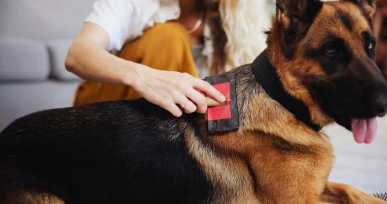 How Do I Keep My German Shepherd Smelling Good?
