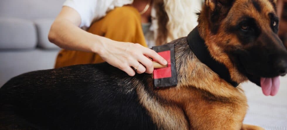 How Do I Keep My German Shepherd Smelling Good?