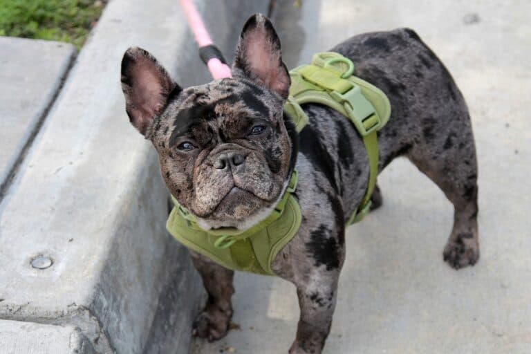 How Do I Know If My Frenchie Is Unhappy?
