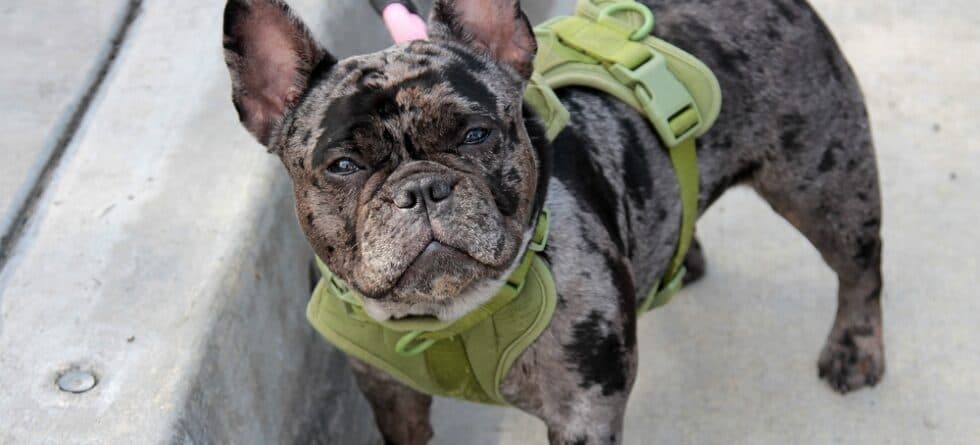 How Do I Know If My Frenchie Is Unhappy?
