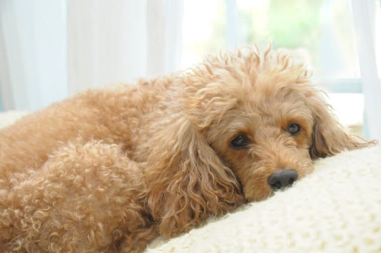 How Do I Know If My Poodle Is Stressed?