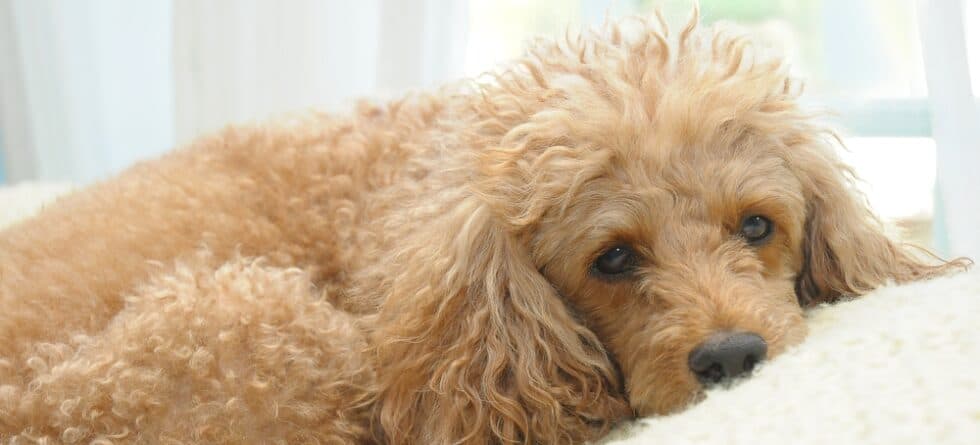 How Do I Know If My Poodle Is Stressed?