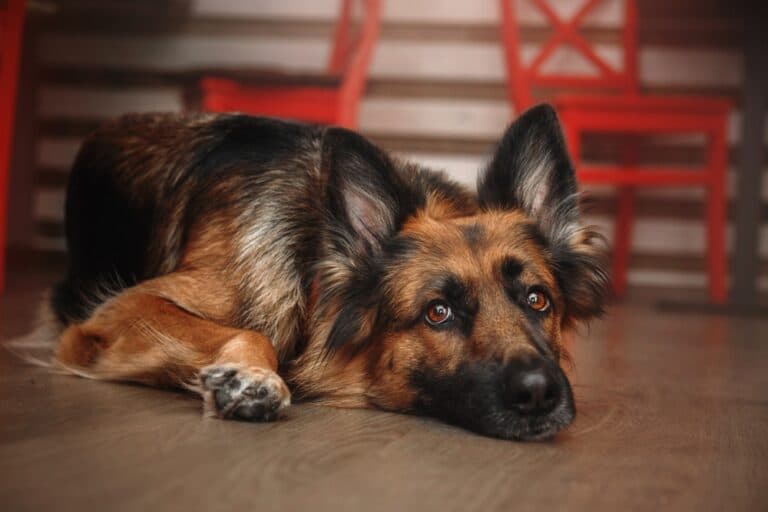 How Do I Make My German Shepherd More Friendly?
