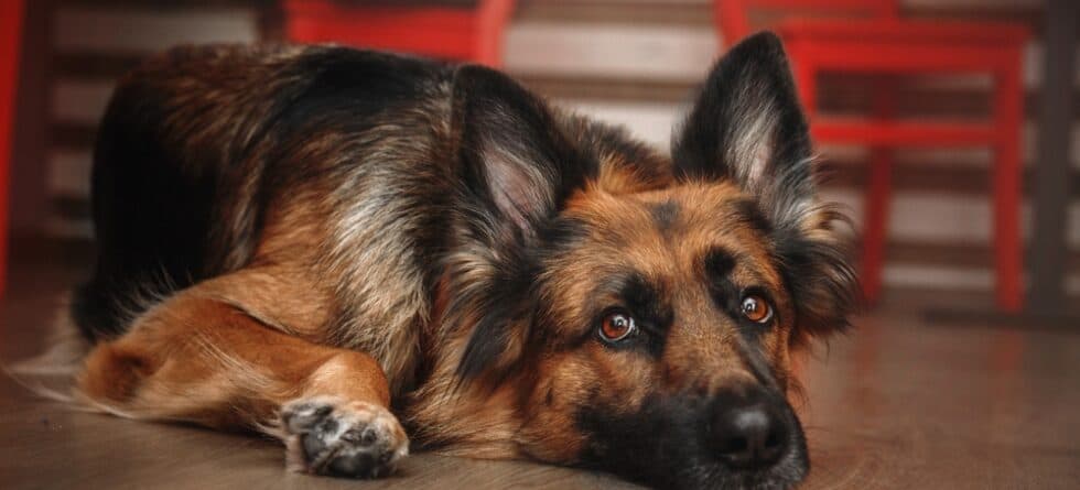 How Do I Make My German Shepherd More Friendly?