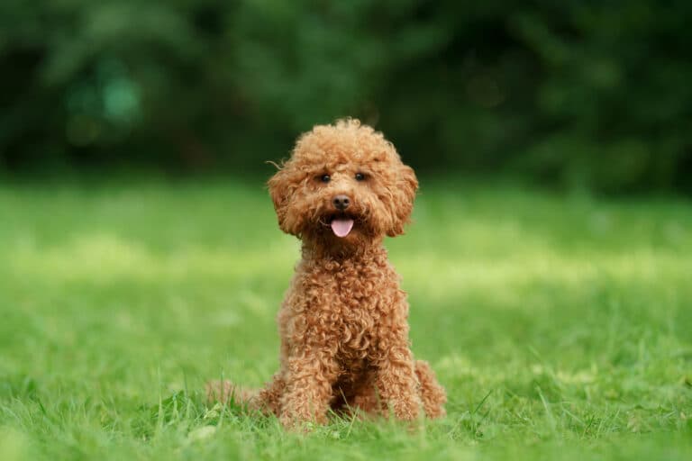 How Do I Make My Poodle Happy?