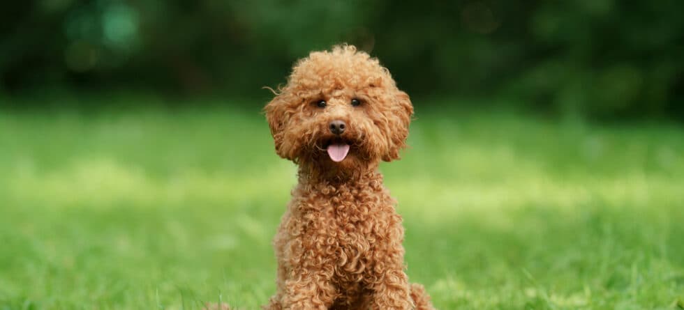 How Do I Make My Poodle Happy?