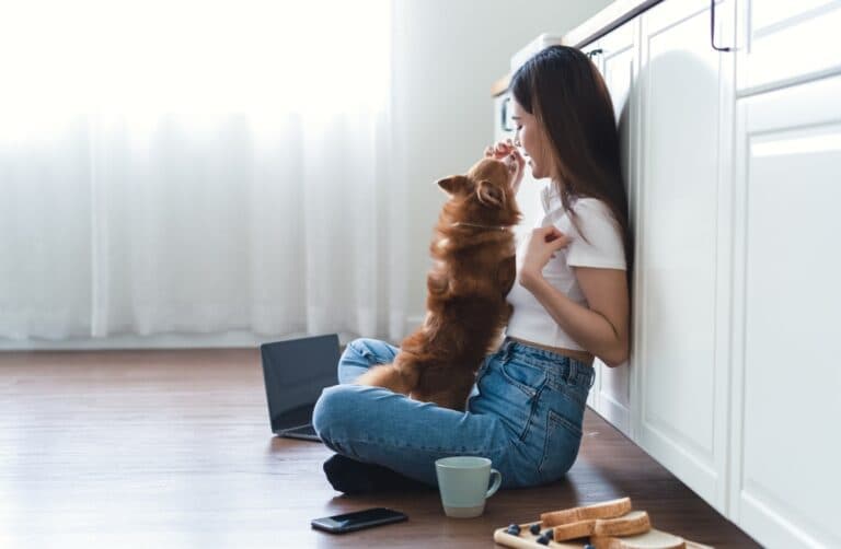 How Do I Raise My Chihuahua To Be Nice?
