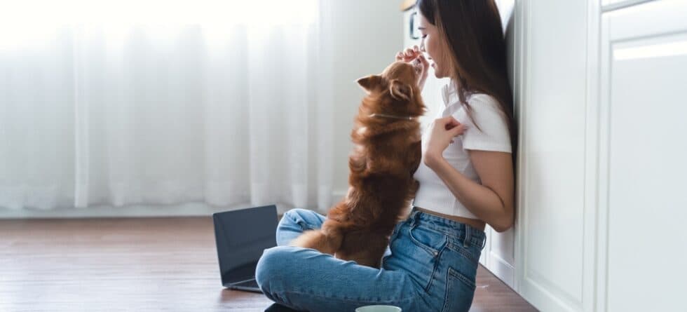 How Do I Raise My Chihuahua To Be Nice?