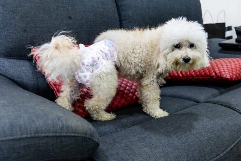 How Do I Stop My Poodle From Peeing In The House?