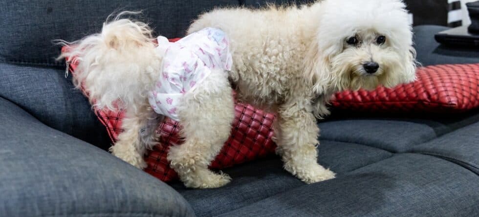 How Do I Stop My Poodle From Peeing In The House?