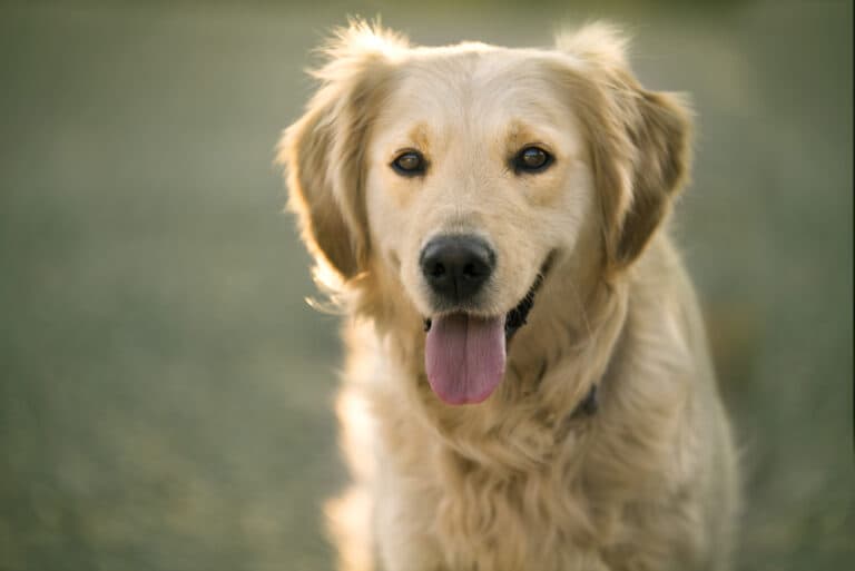 How Do I Tell If My Golden Retriever Is Happy?