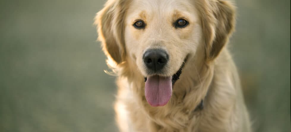 How Do I Tell If My Golden Retriever Is Happy?
