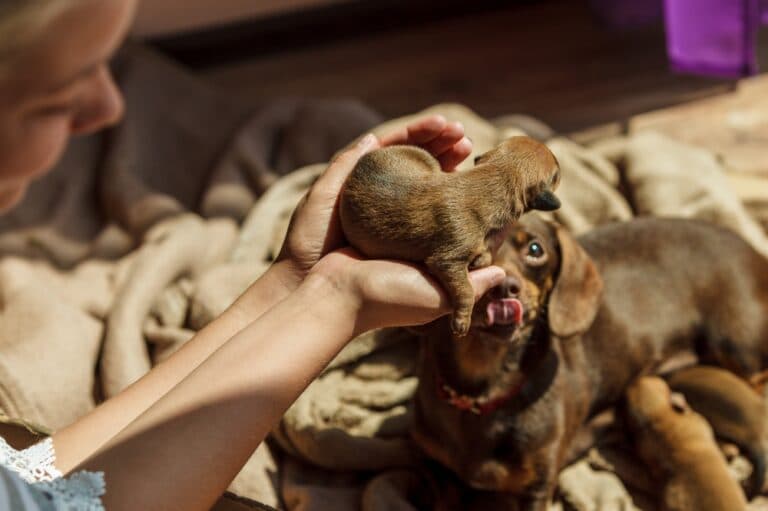 How Do You Get A Dachshund To Trust You?