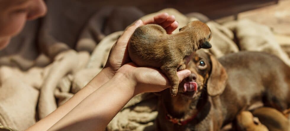 How Do You Get A Dachshund To Trust You?