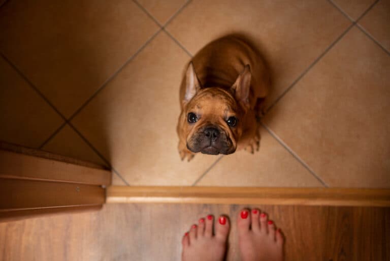 How Do You Know If A Frenchie Is Scared?